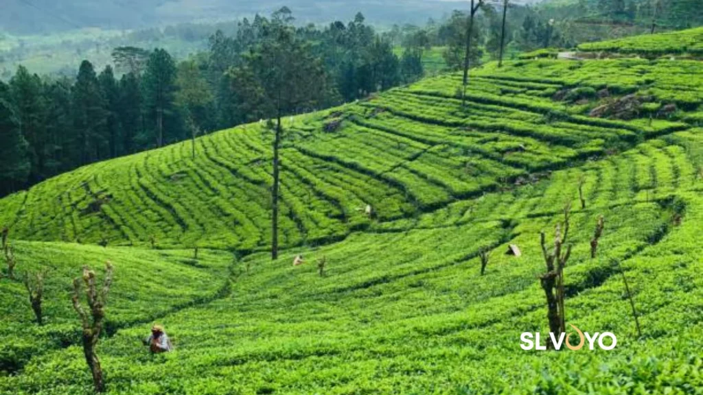 Deniyaya Tea Plantations Misty Mountains
