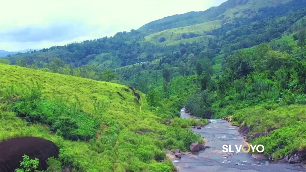 Deniyaya Tea Plantations Misty Mountains