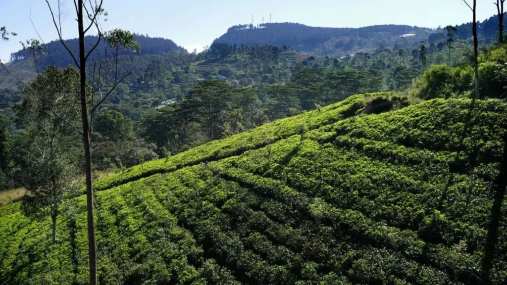 Dolosbage mountain range surrounded by tea estates