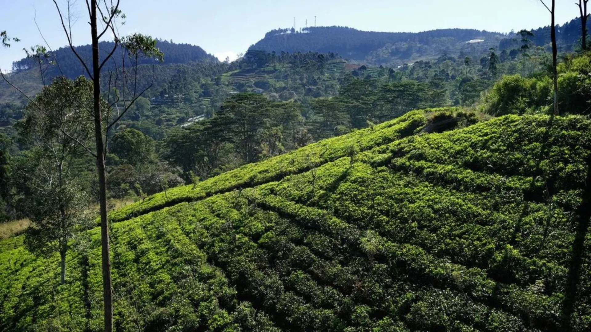 Dolosbage mountain range surrounded by tea estates