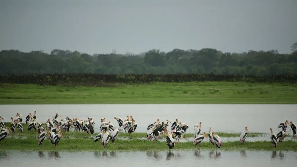 Flood national park