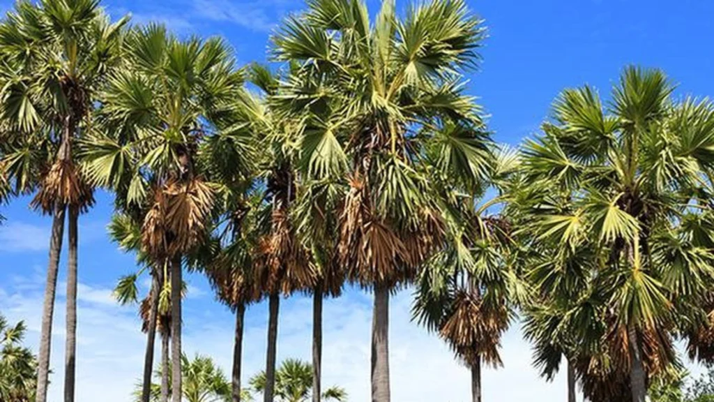 Jaffna palmyrah trees heritage
