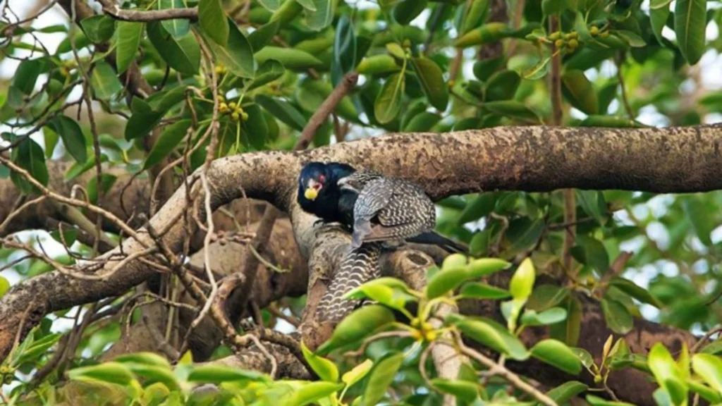 Koha calls