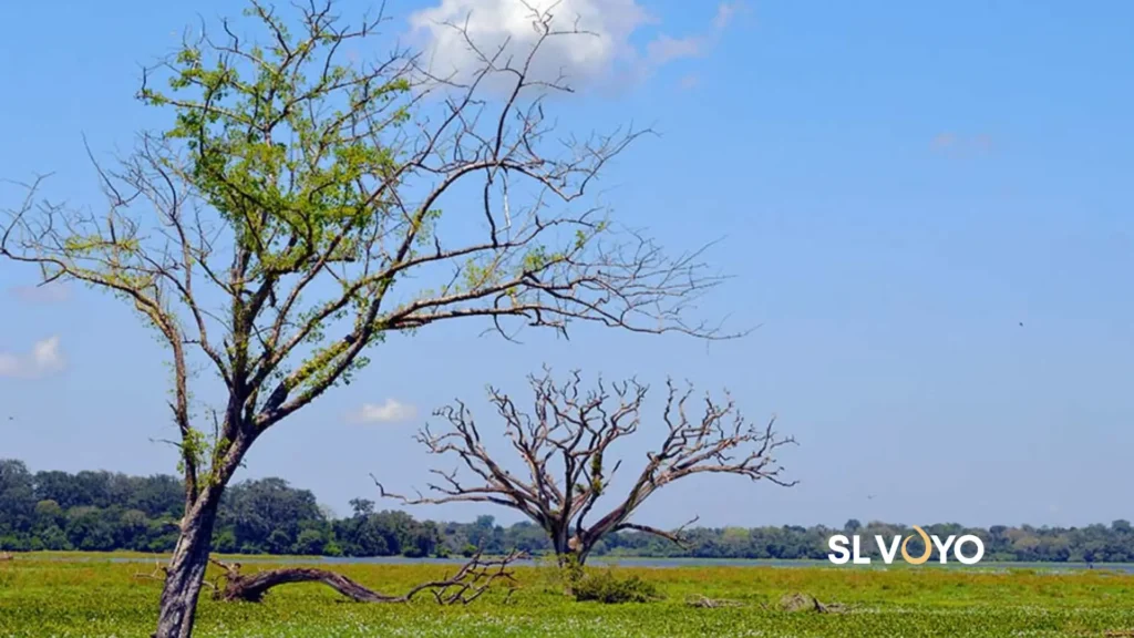Lahugala Kithulana national park