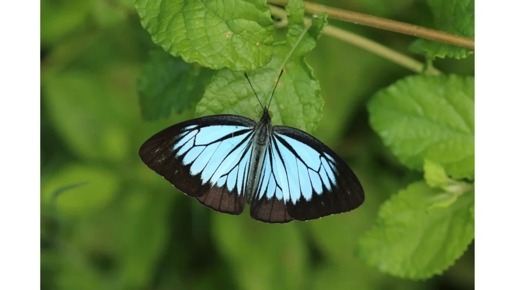 Large tropical butterfly resting on green leaves