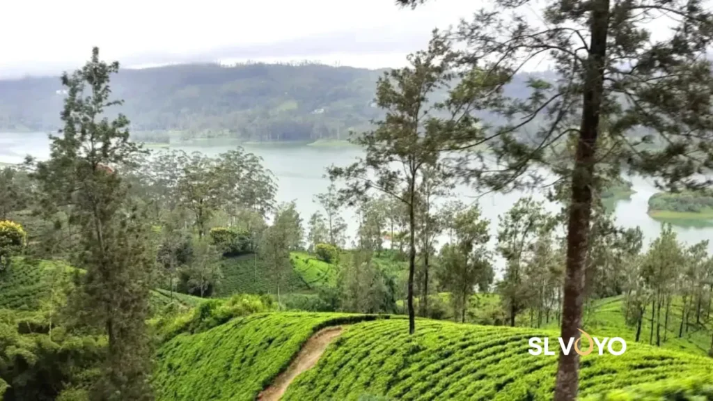 Maskeliya tea hills Seven Virgins