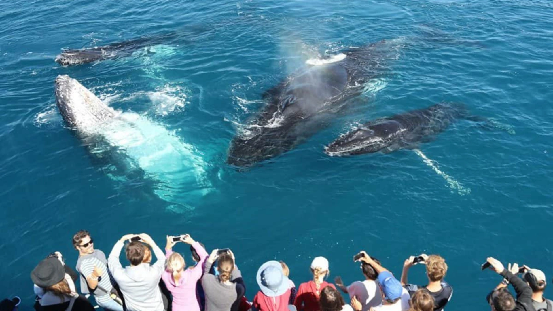 Experience whale watching in Mirissa