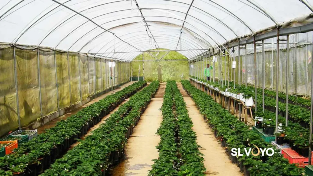 Nuwara Eliya Strawberry Farms 1