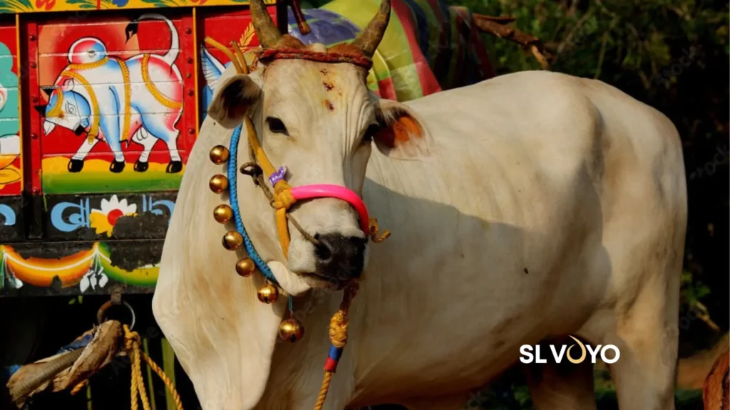 Pongal decorated cows Sri Lanka