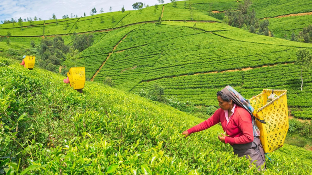 Sri Lanka Ceylon Tea Heritage