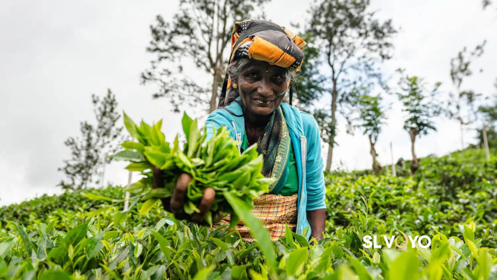 Sri Lanka Ceylon Tea Heritage1
