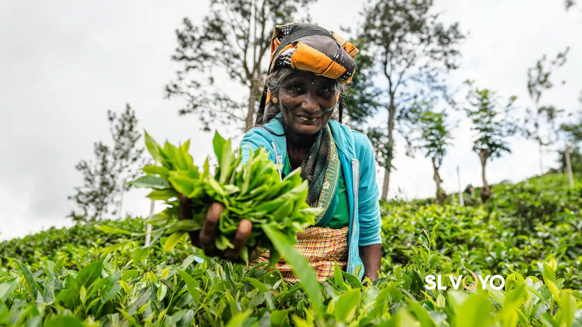 Sri Lanka Ceylon Tea Heritage1