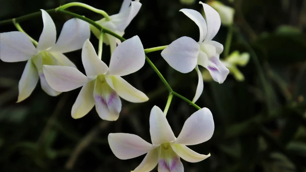 Discover Sri Lanka’s Exotic Orchids
