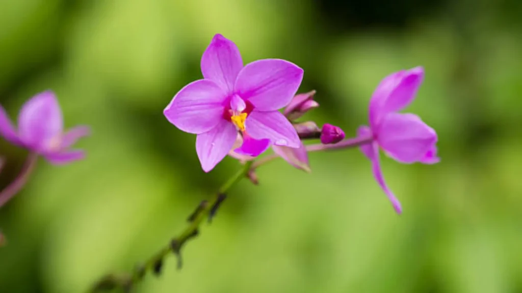 Sri Lanka forest orchids