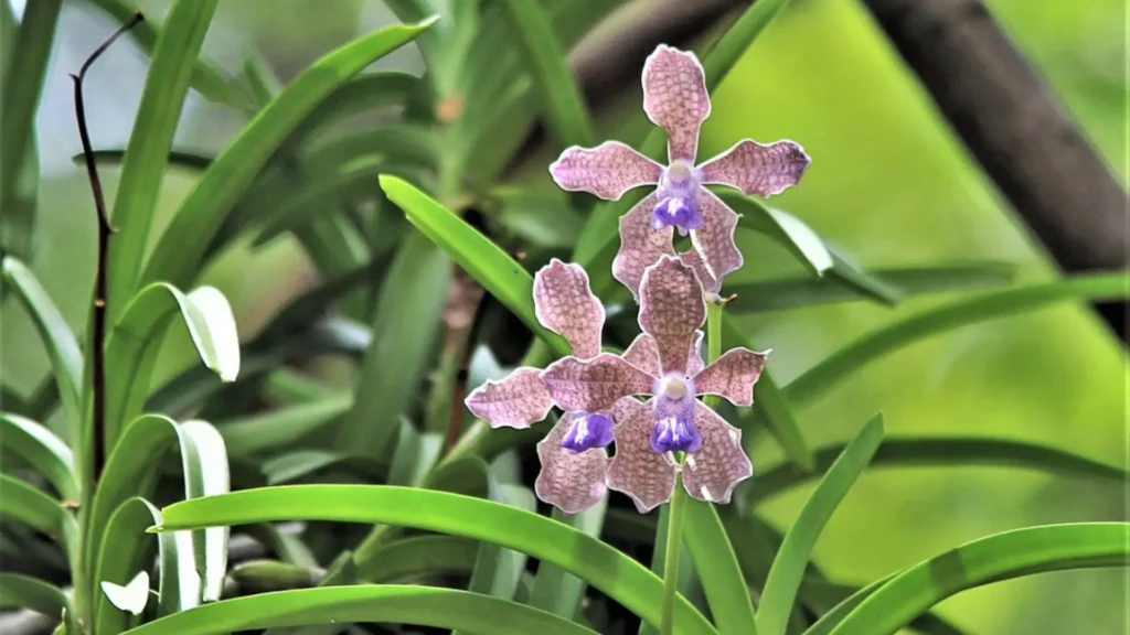 Sri Lanka rare endemic orchids