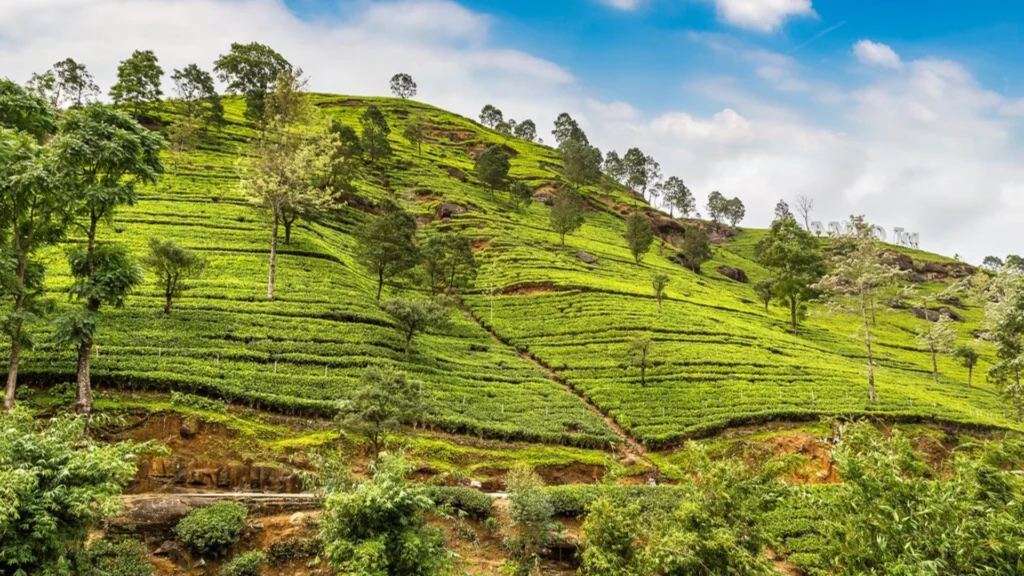 Tea covered hills with narrow roads