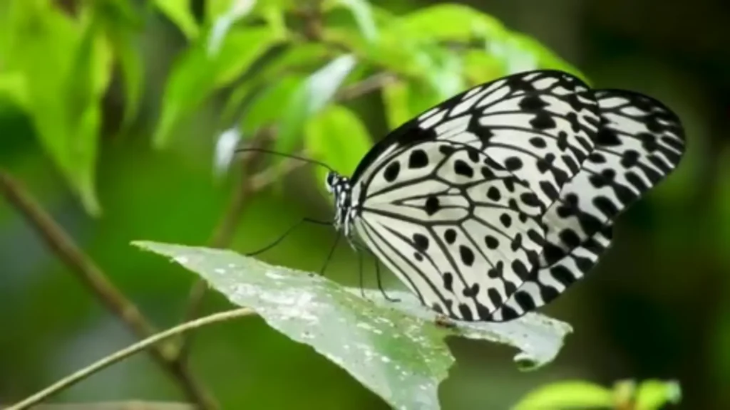Traveller photographing butterflies