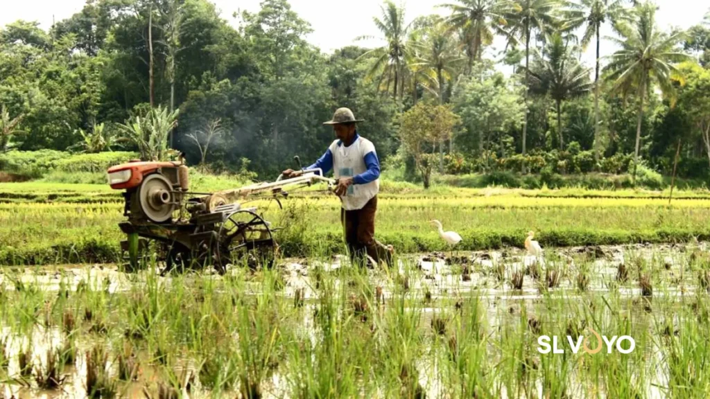 Vap Poya paddy farming Sri Lanka