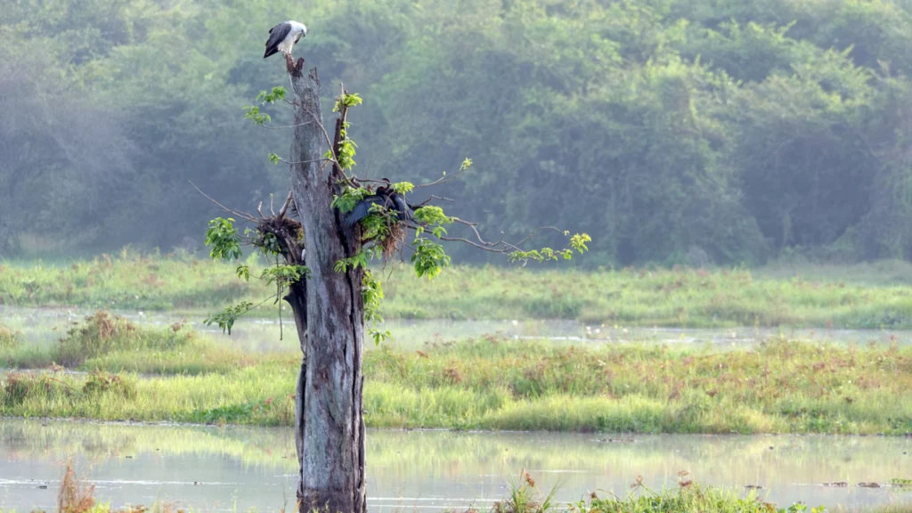 Wasgamuwa birds