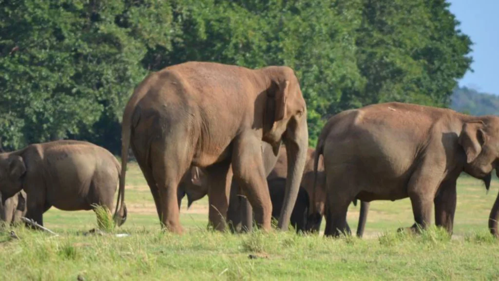 Wasgamuwa elephant