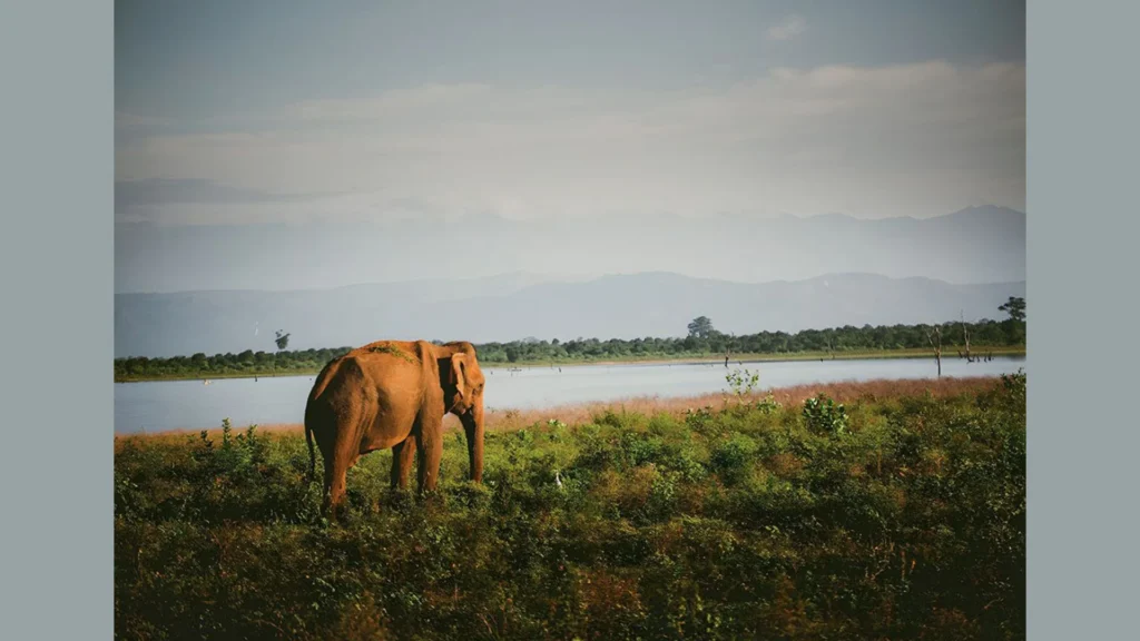Wild elephants grazing