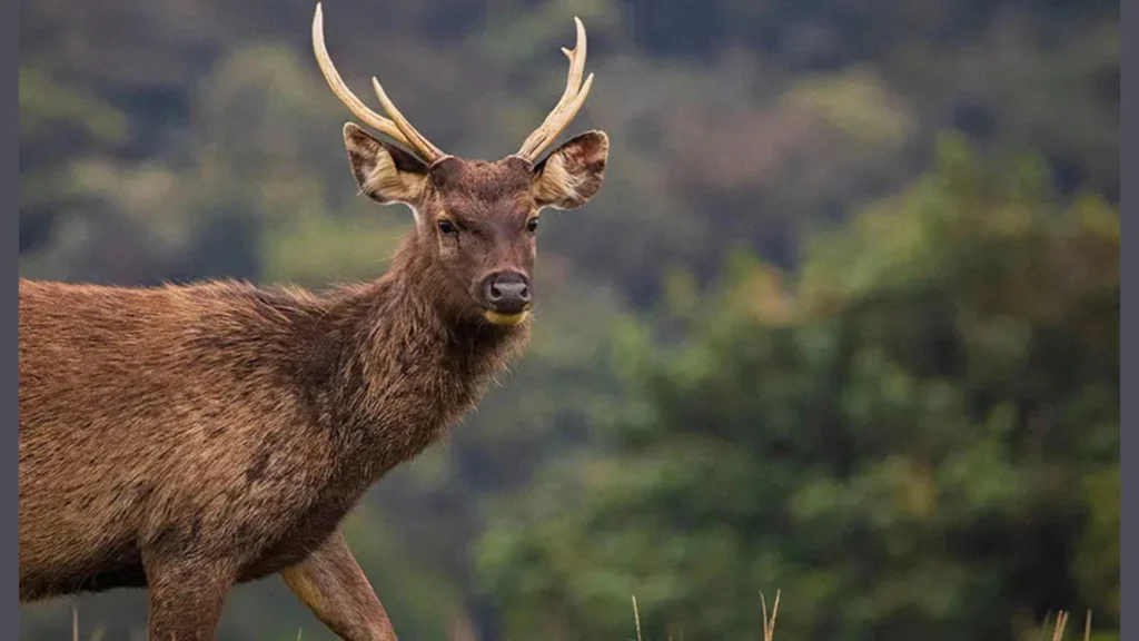 Wildlife such as sambar deer,