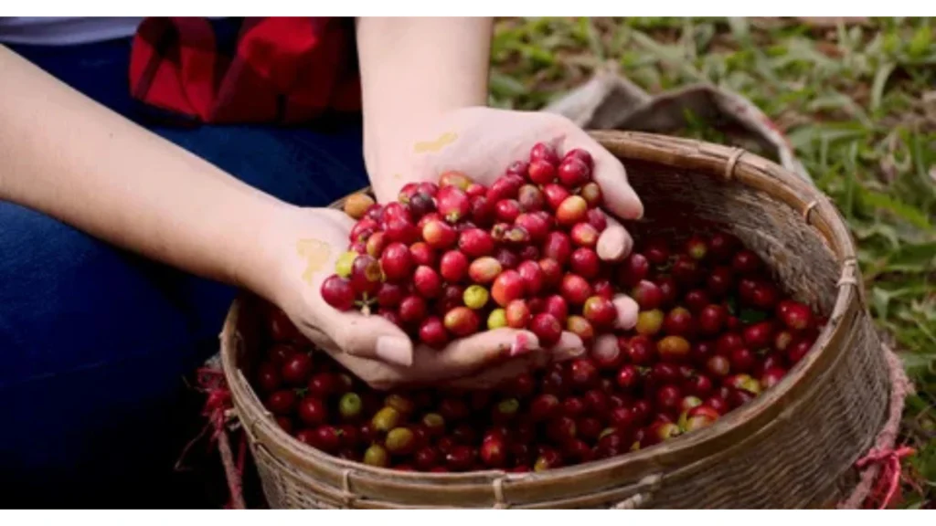 Workers harvesting ripe red coffee