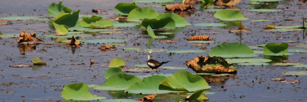 Anawilundawa Bird Sanctuary wetlands