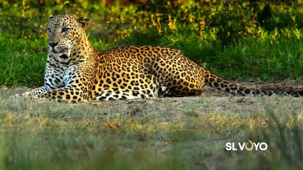 maduruoya national park