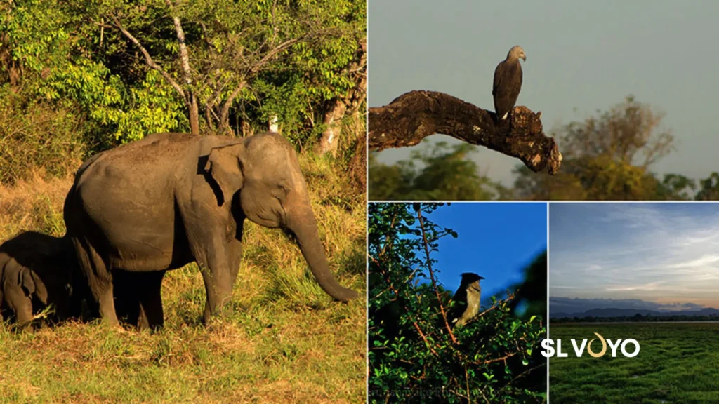 wasgamuwa national park