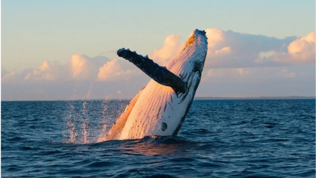 whale watching in Sri Lanka