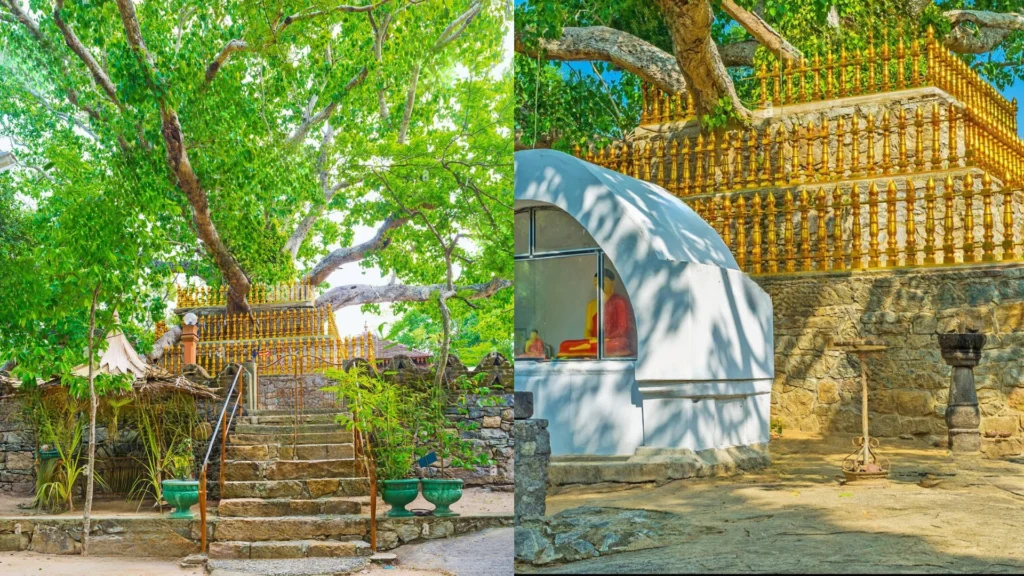 Ancient Bo tree and surrounding greenery