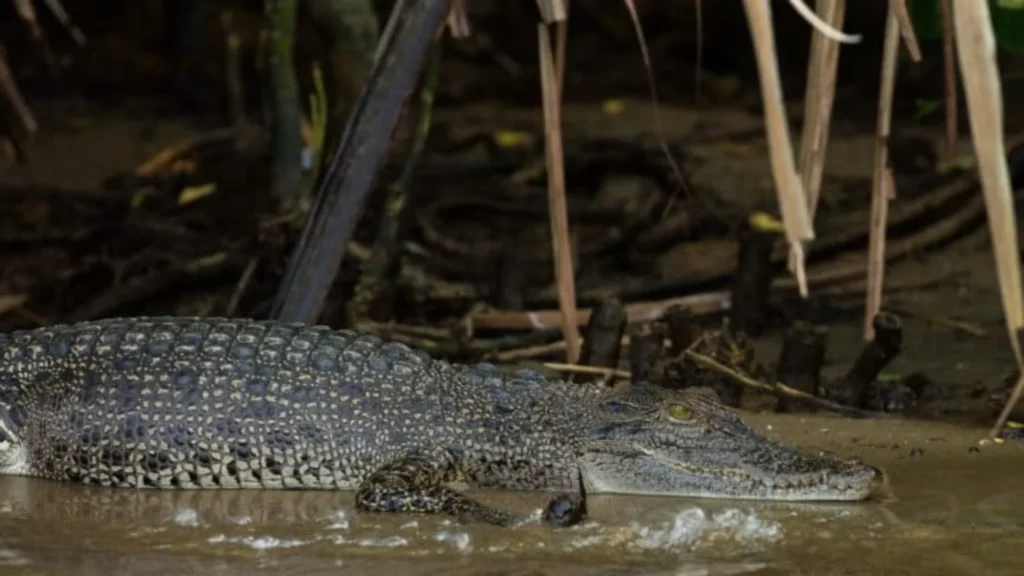 Crocodile sri lanka