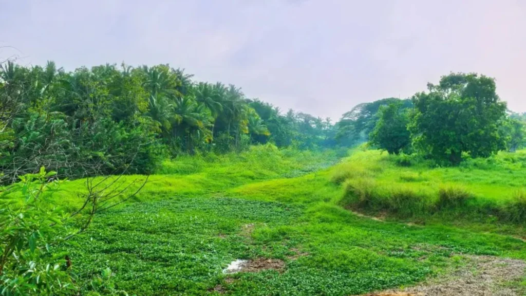 Dense forest landscape of Wariyapola