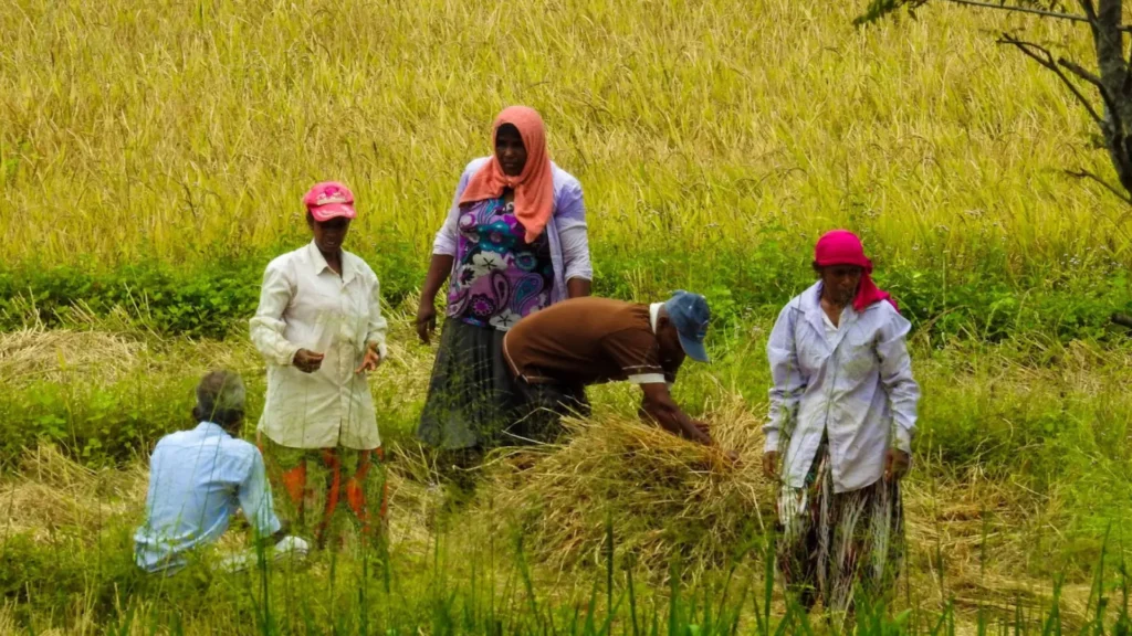 Farmers working
