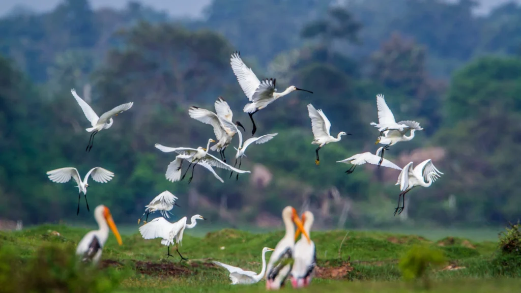 Groups of pelicans