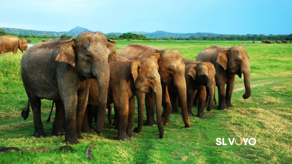 Habarana safari