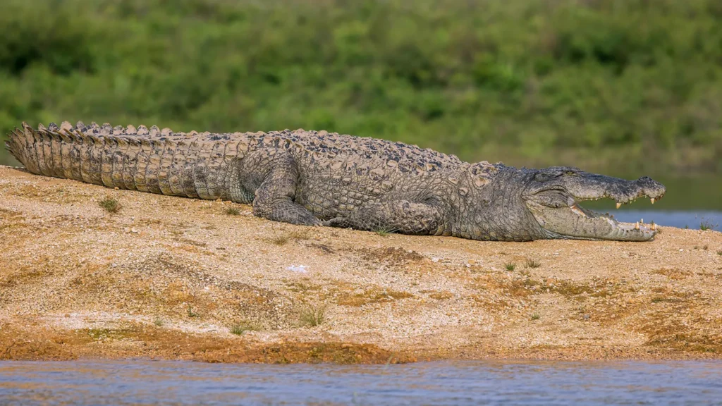 Large crocodile resting