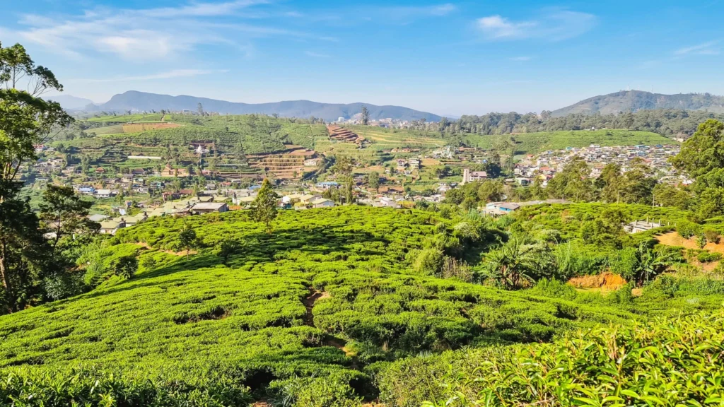 Mistry plantation