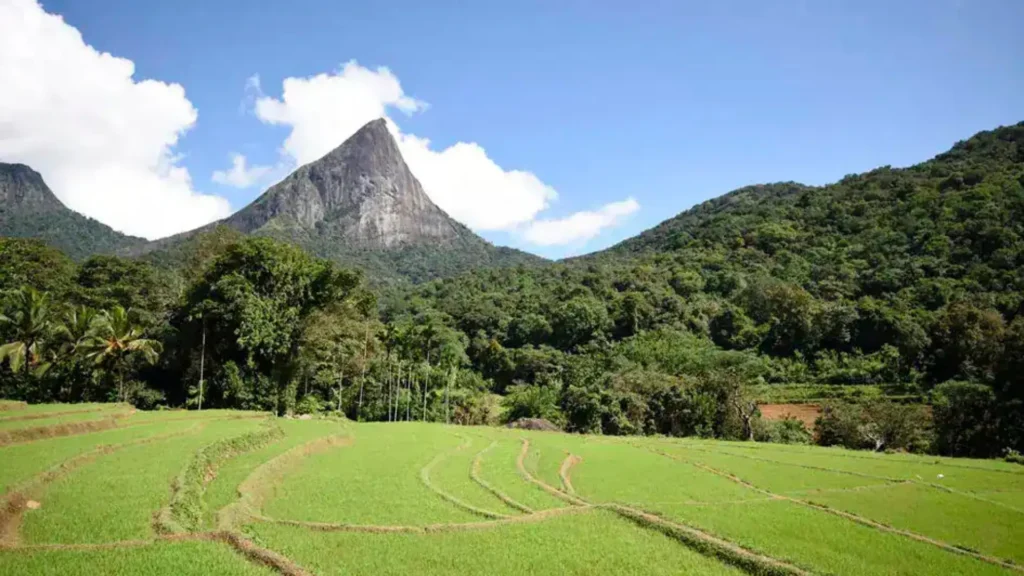 paddy fields surrounded by mountains