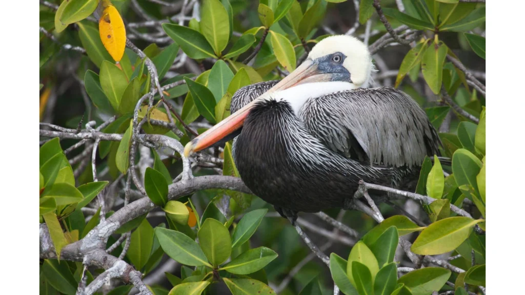 Pelicans perched quietly among mangrove trees