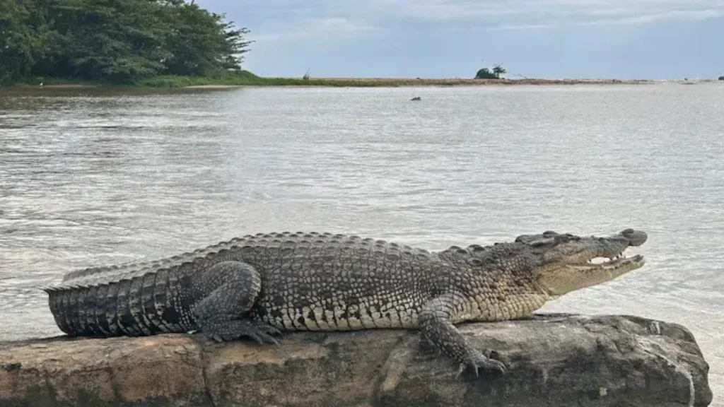 Saltwater crocodile