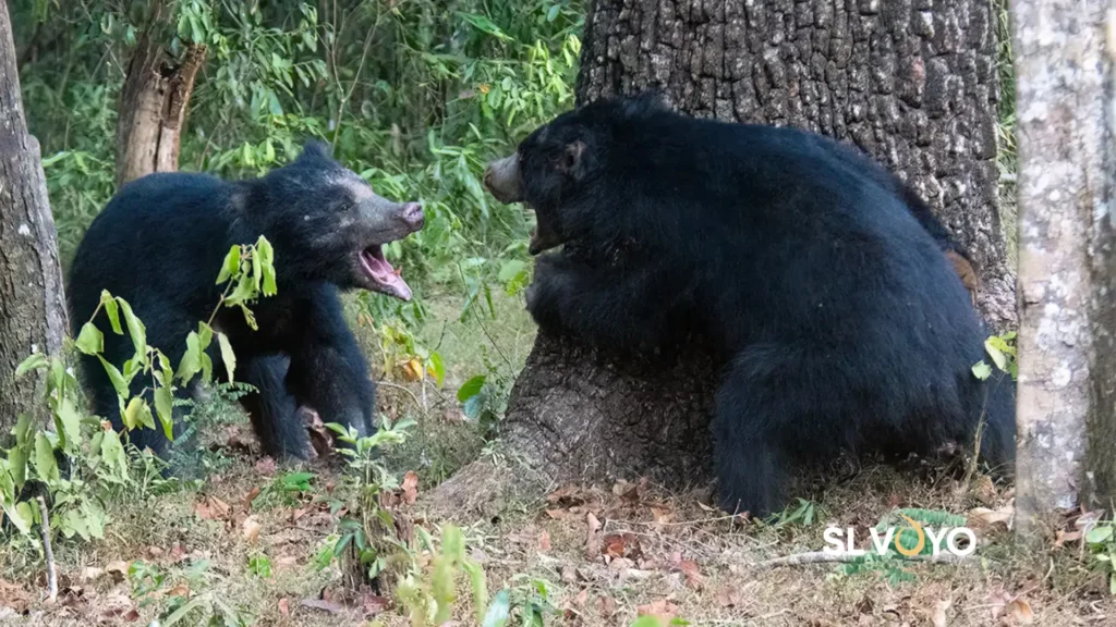 Sloth bear wilpattu