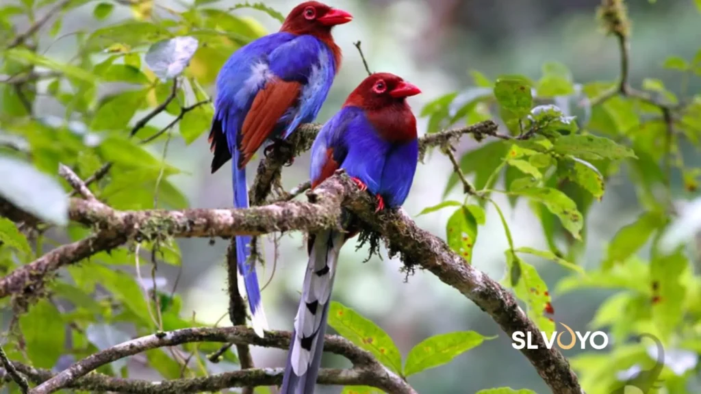 Wilpattu birds