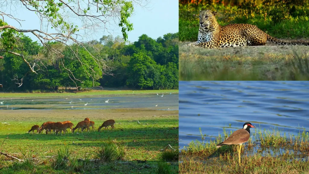 Wilpattu natinal park