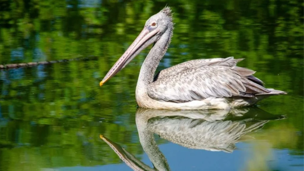 pelicans
