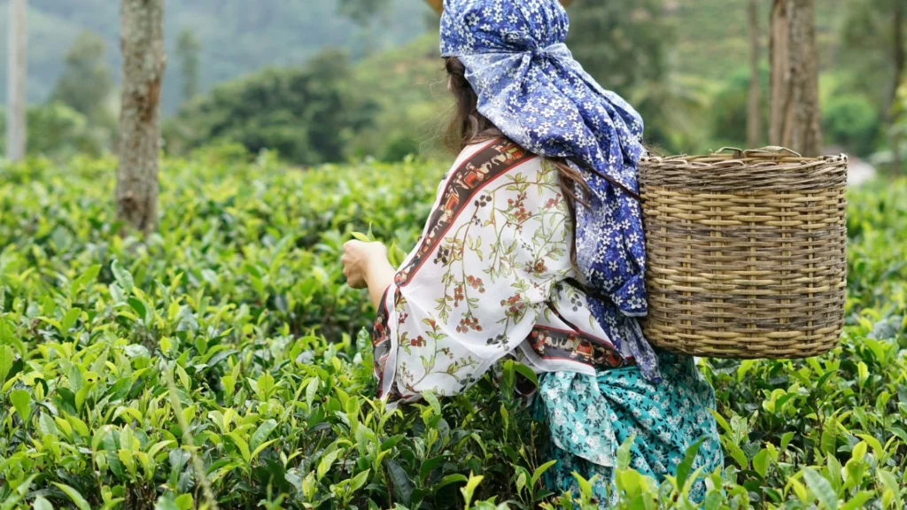 tea