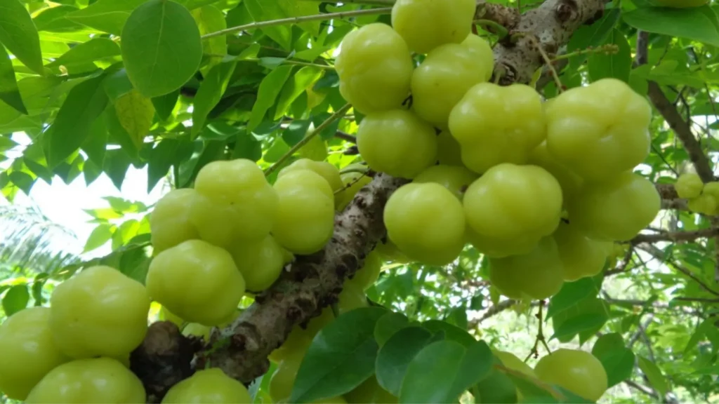 Amla friut in tree branches