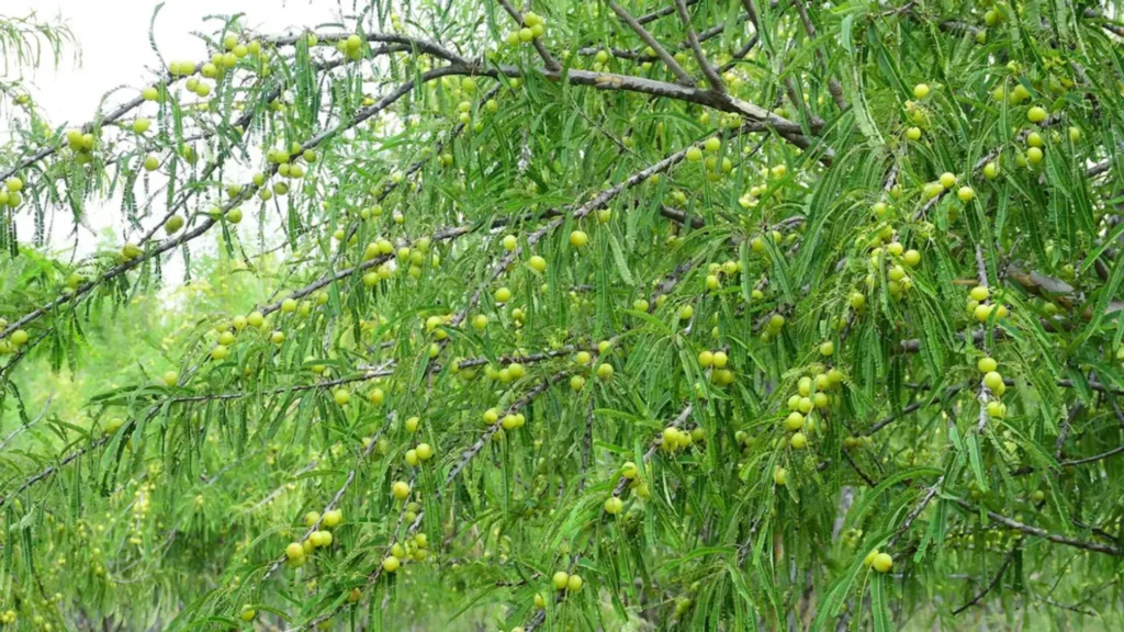 Amla fruits