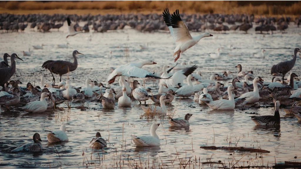 Birds swimming in wetland waters